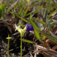 Utricularia polygaloides Edgew.